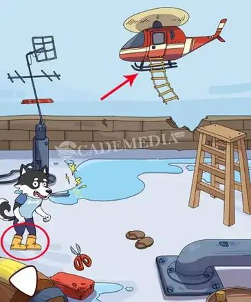 Kunci Jawaban Brain Find Anjing Husky Tantangan Challenge Cademedia