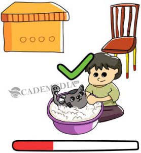 Kunci Jawaban Brain Out Level 222 Mandikan kucing