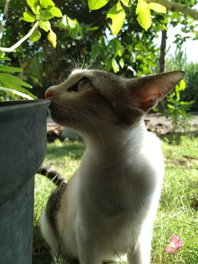 Gambar Kucing Betina (Perempuan)